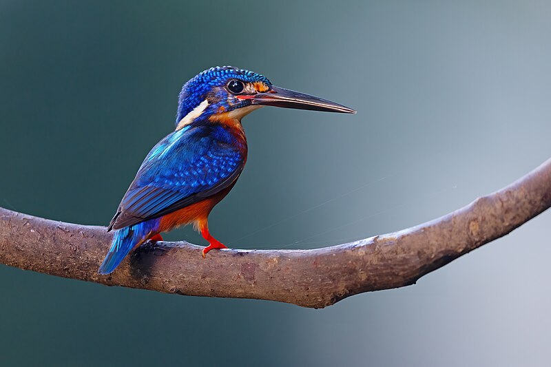 Blue-eared Kingfisher (Alcedo meninting) photo