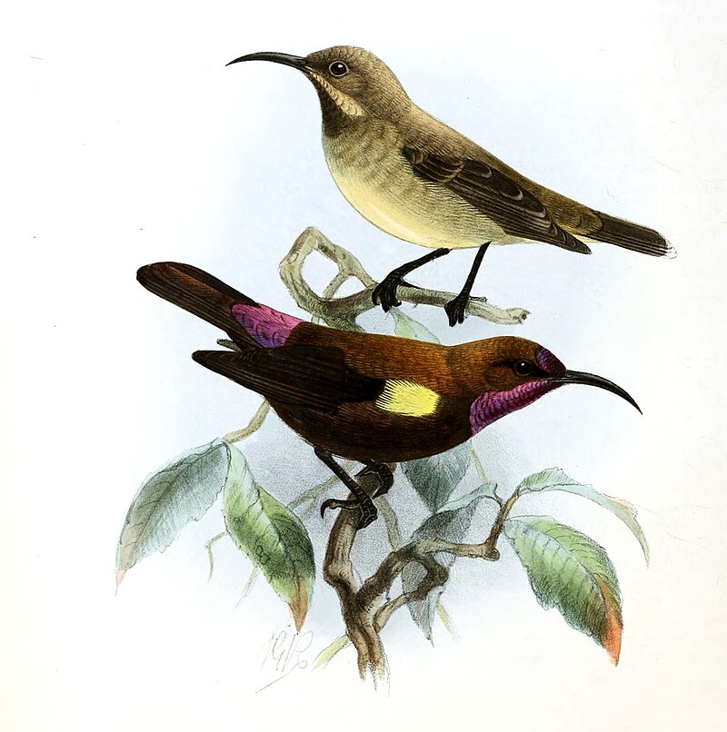 Carmelite Sunbird (Chalcomitra fuliginosa) photo