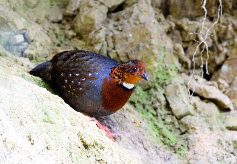 Chestnut-breasted Partridge (Arborophila mandellii) photo
