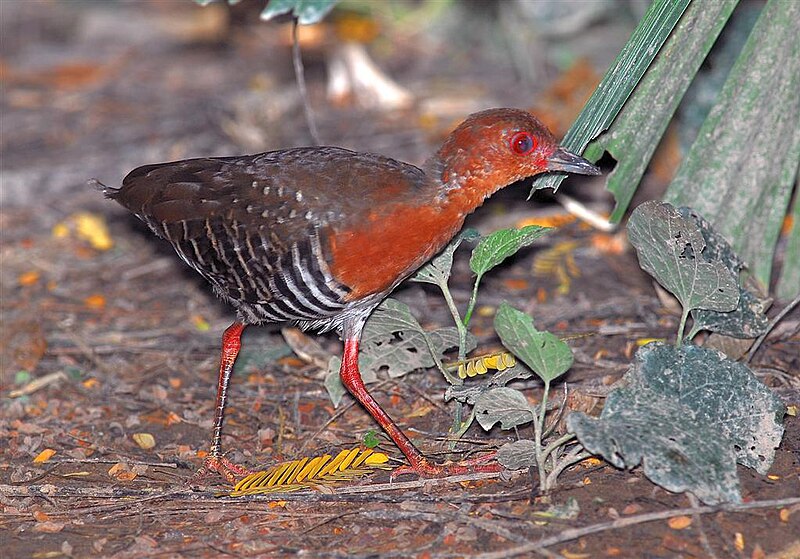 Red-legged Crake (Rallina fasciata) photo