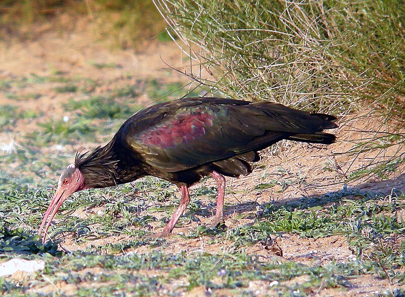 Northern Bald Ibis (Geronticus eremita) photo