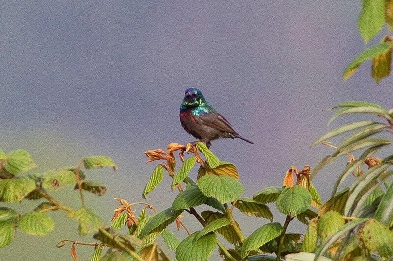 Orange-tufted Sunbird (Cinnyris bouvieri) photo