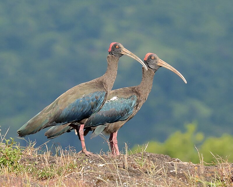 Red-naped Ibis (Pseudibis papillosa) photo