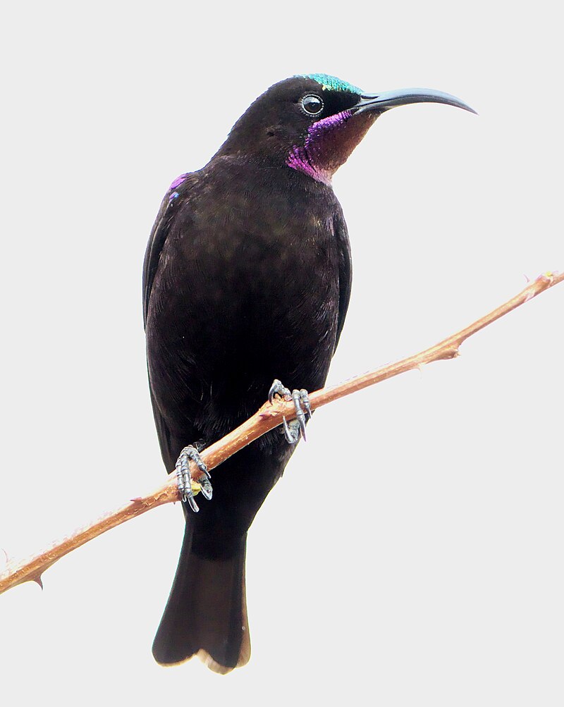 Amethyst Sunbird (Chalcomitra amethystina) photo