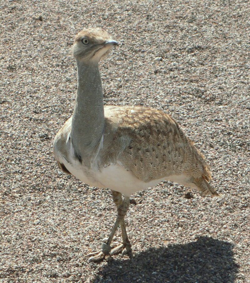 African Houbara (Chlamydotis undulata) photo
