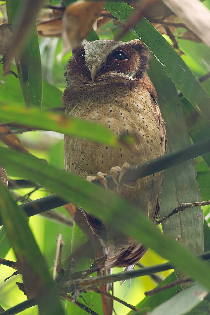 White-fronted Scops-Owl (Otus sagittatus) photo