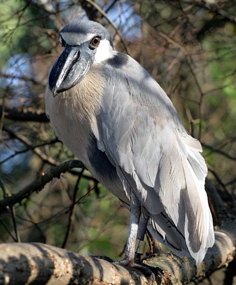Boat-billed Heron (Cochlearius cochlearius) photo