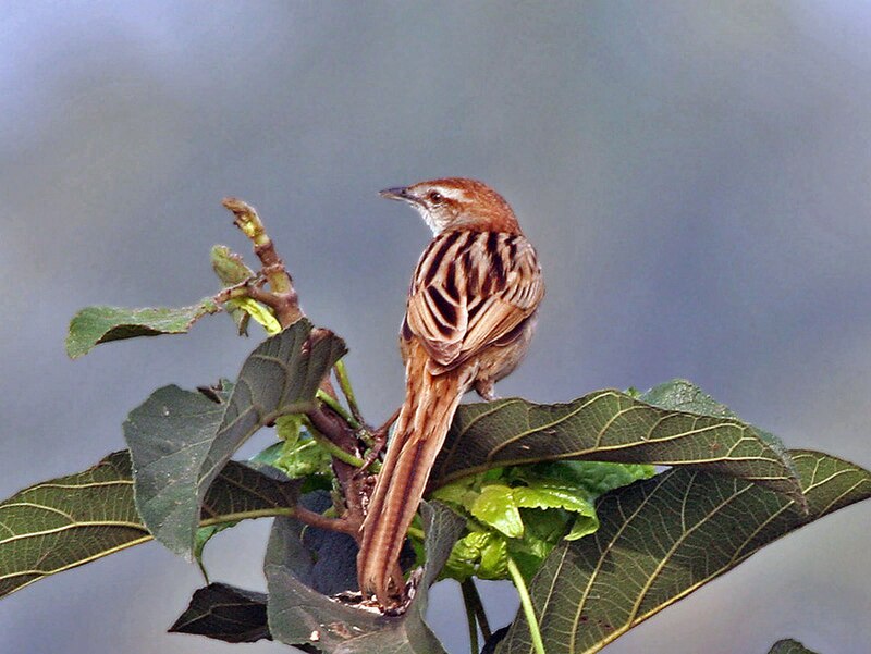 Striated Grassbird (Megalurus palustris) photo