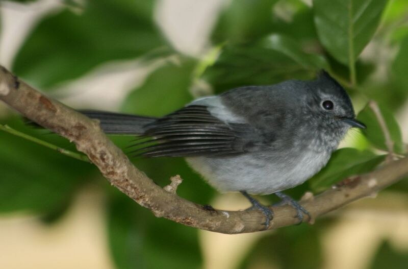 African Crested Flycatcher (Trochocercus cyanomelas) photo