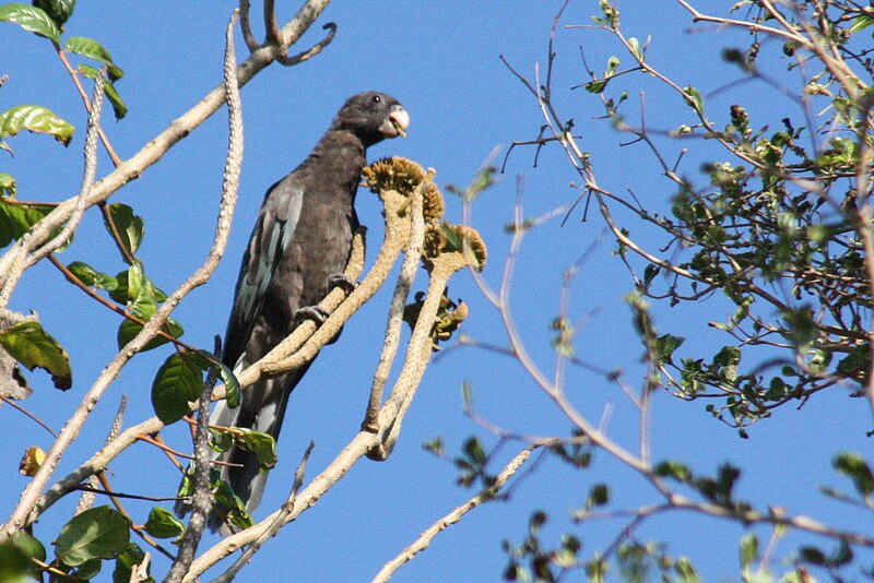 Lesser Vasa Parrot (Coracopsis nigra) photo