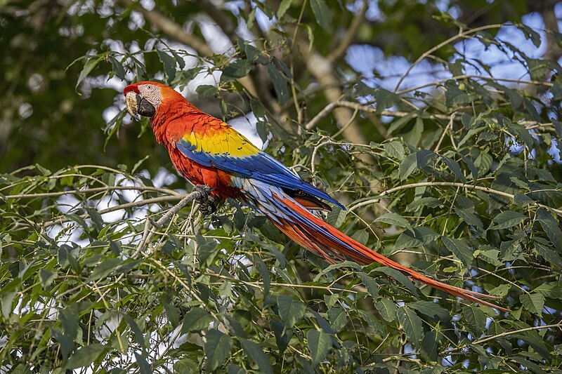 Scarlet Macaw (Ara macao) photo