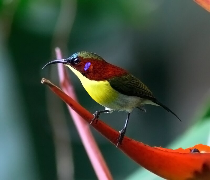Handsome Sunbird (Aethopyga bella) photo