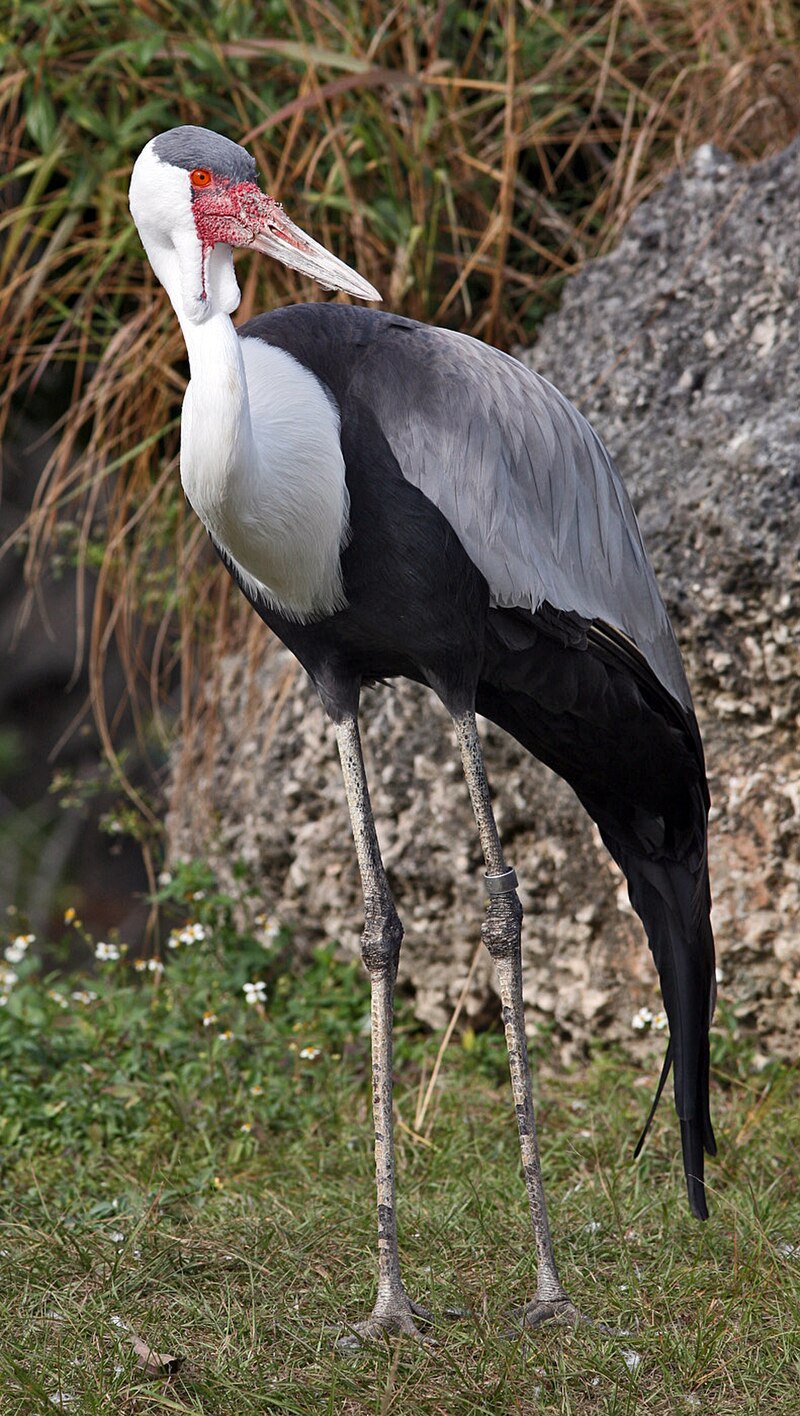 Wattled Crane (Grus carunculatus) photo