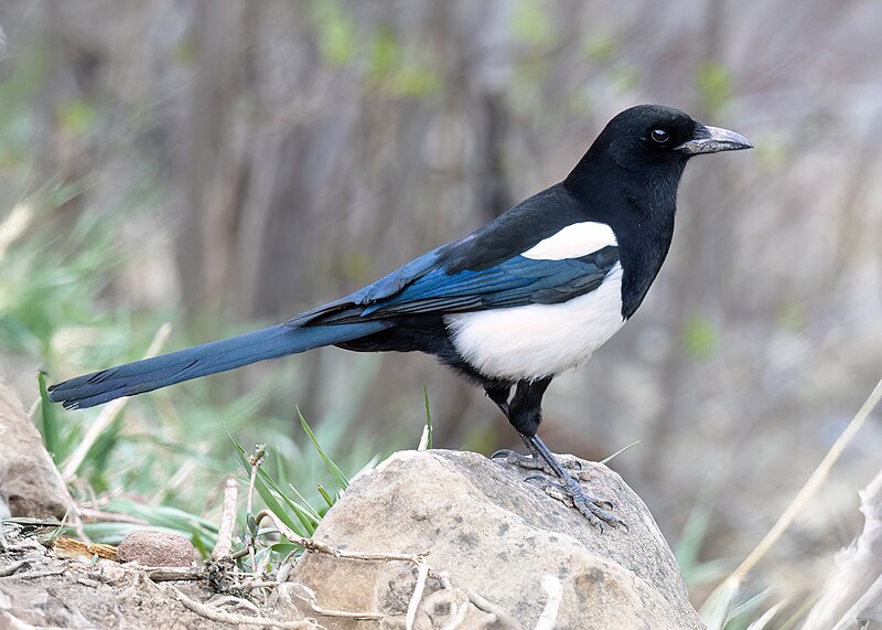 Black-billed Magpie (Pica hudsonia) photo