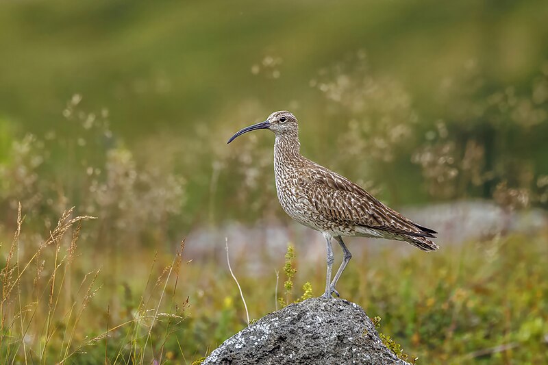 Eurasian Whimbrel (Numenius phaeopus) photo