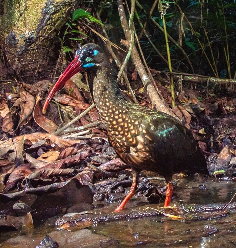 Spot-breasted Ibis (Bostrychia rara) photo