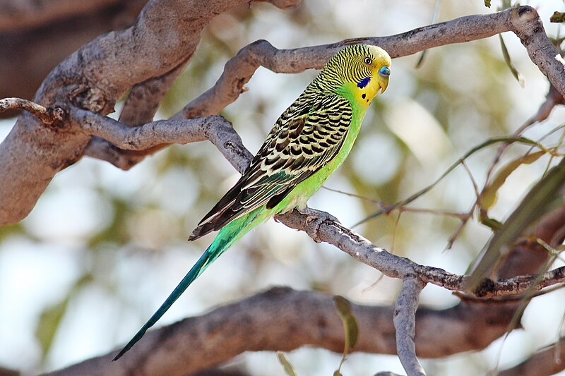 Budgerigar (Melopsittacus undulatus) photo