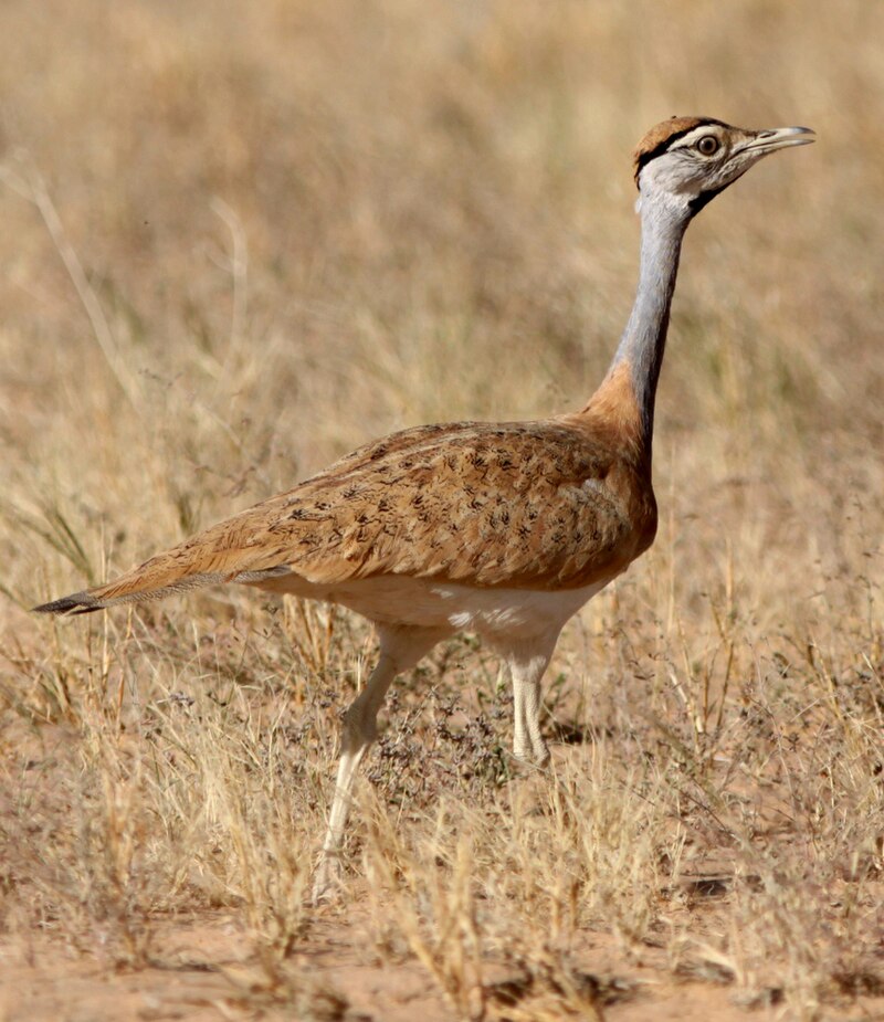 Nubian Bustard (Neotis nuba) photo