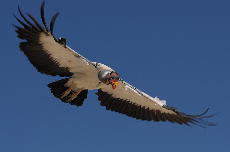 King Vulture (Sarcoramphus papa) photo