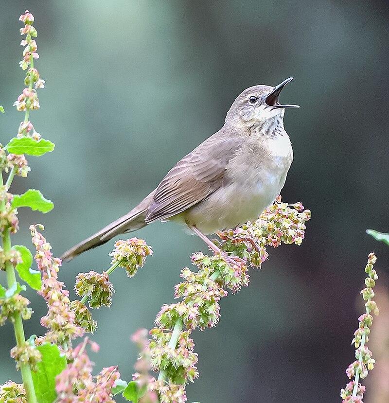 Long-billed Bush Warbler (Locustella major) photo