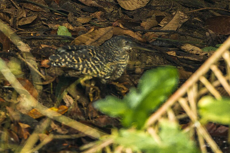 White-crested Tiger-Heron (Tigriornis leucolopha) photo