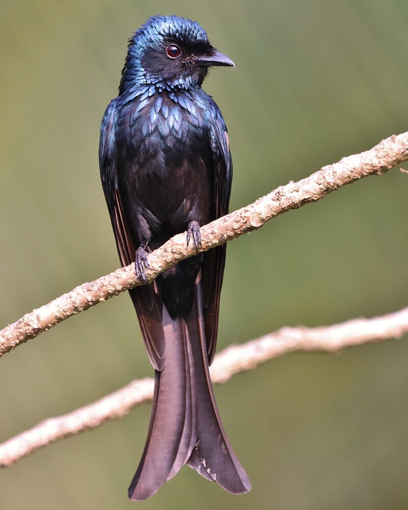 Bronzed Drongo (Dicrurus aeneus) photo