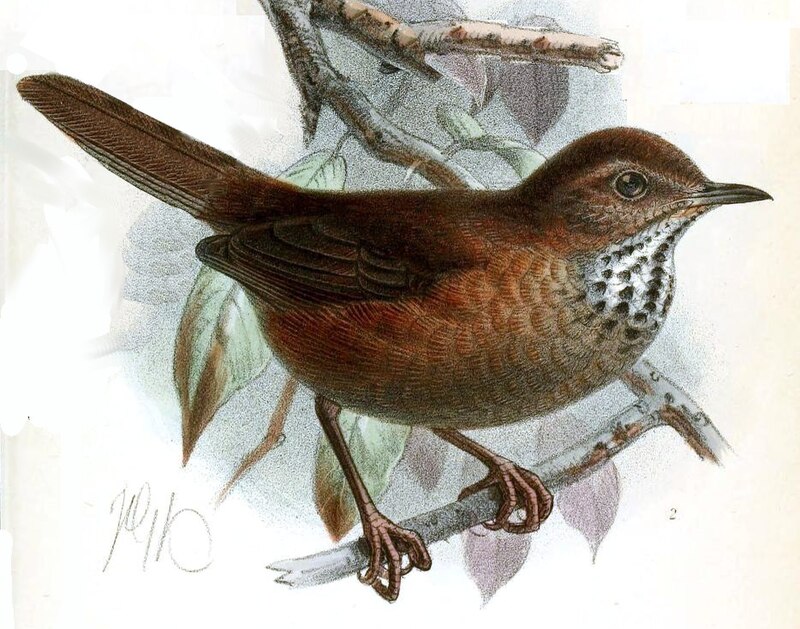 Friendly Bush Warbler (Locustella accentor) photo