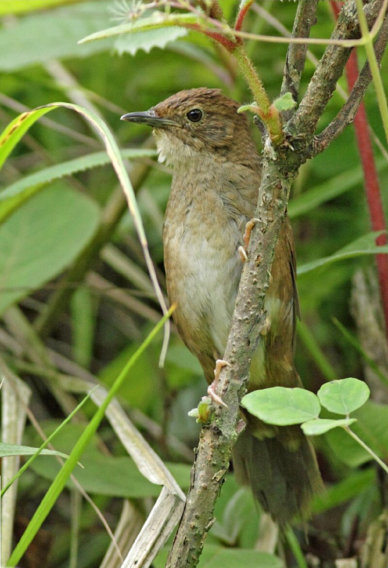 Sichuan Bush Warbler (Locustella chengi) photo
