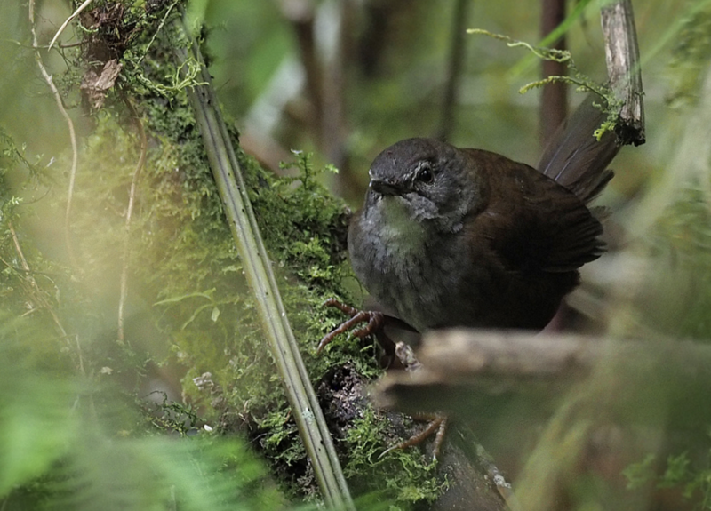 Seram Bush Warbler (Locustella musculus) photo