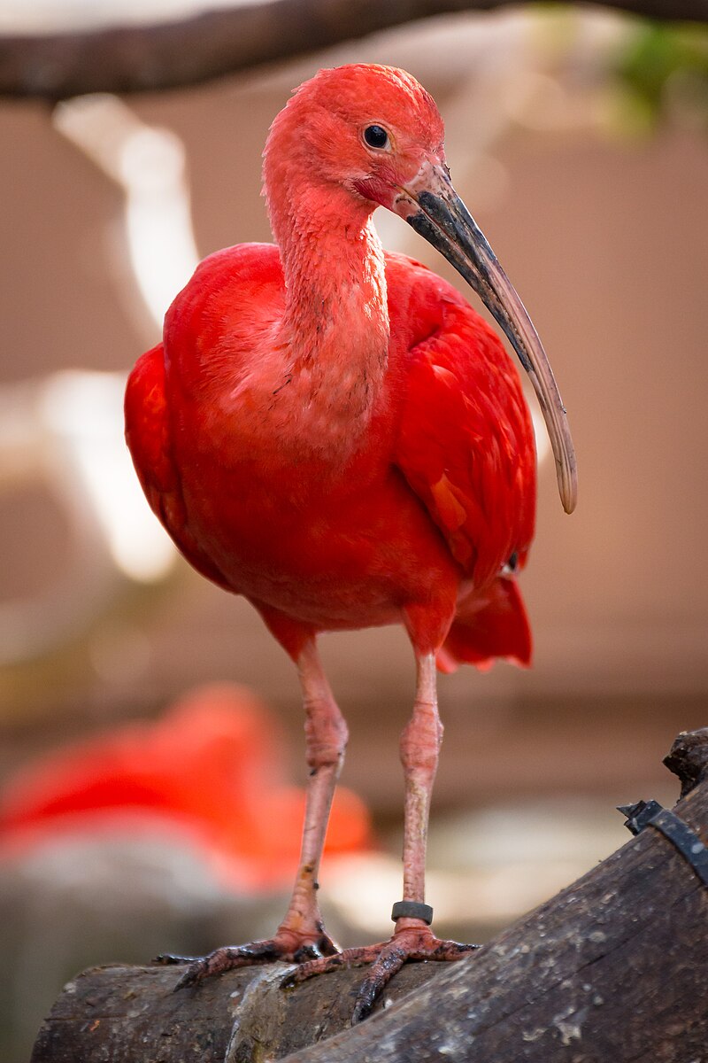 Scarlet Ibis (Eudocimus ruber) photo