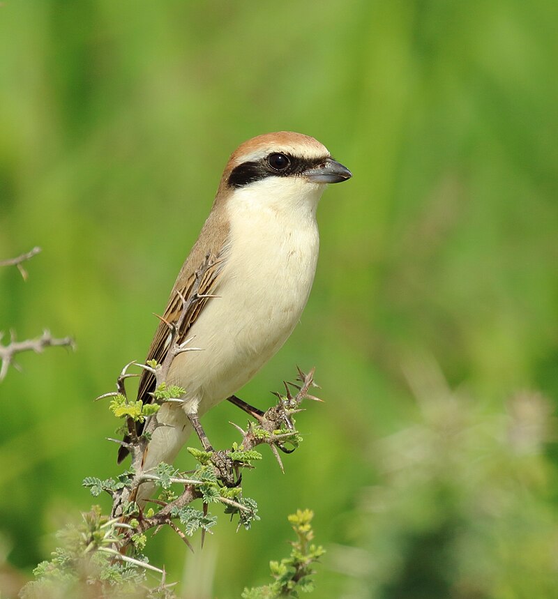 Red-tailed Shrike (Lanius phoenicuroides) photo