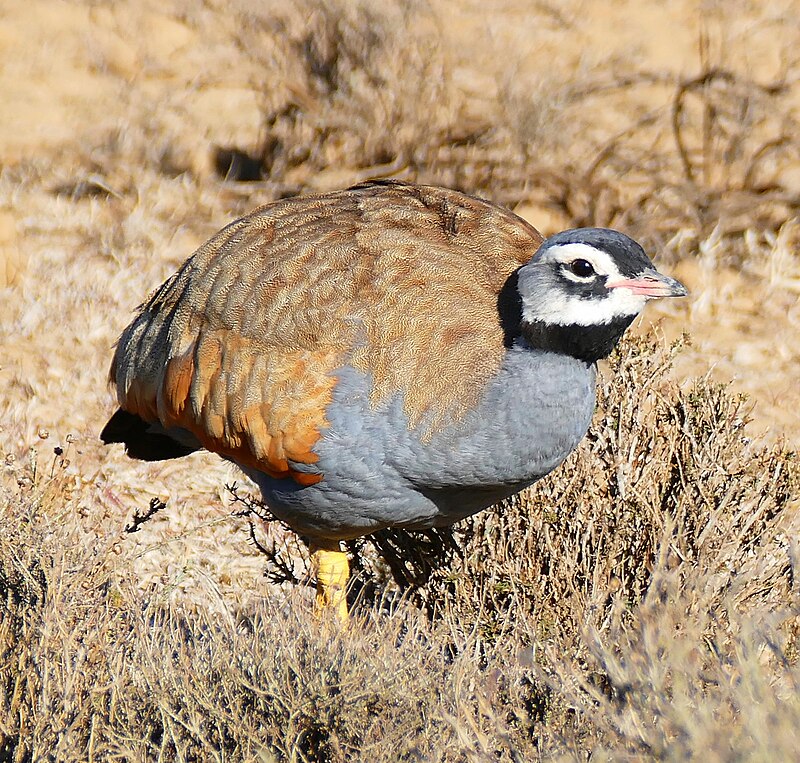Blue Bustard (Eupodotis caerulescens) photo
