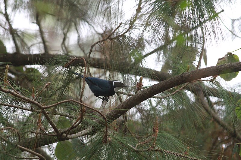 White-throated Jay (Cyanolyca mirabilis) photo