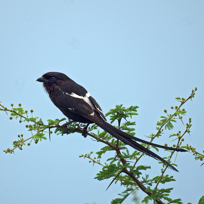 Magpie Shrike (Urolestes melanoleucus) photo