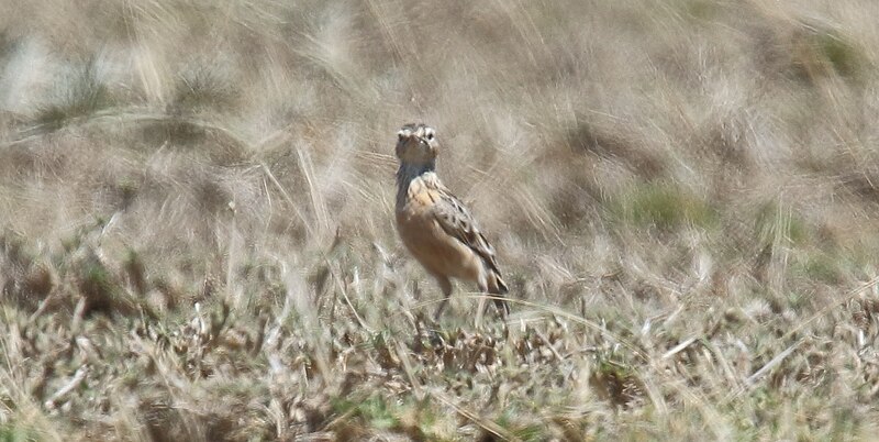 Beesley's Lark (Chersomanes beesleyi) photo