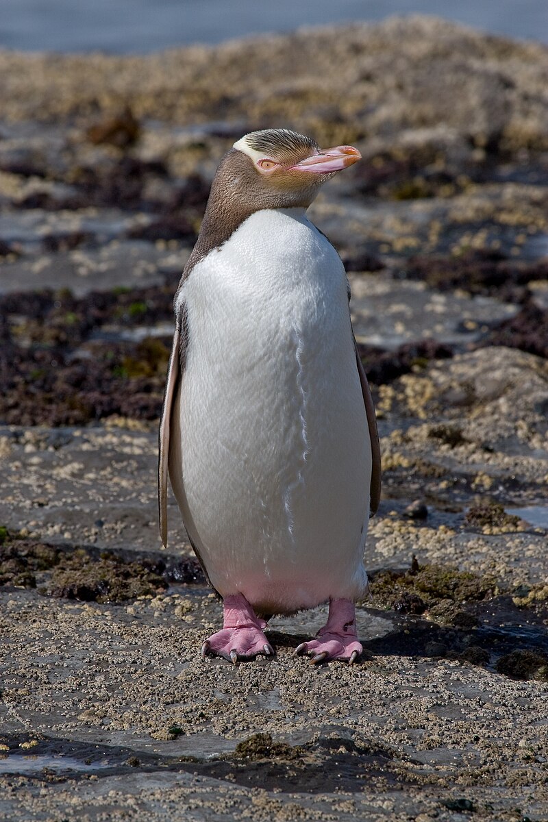 Yellow-eyed Penguin (Megadyptes antipodes) photo
