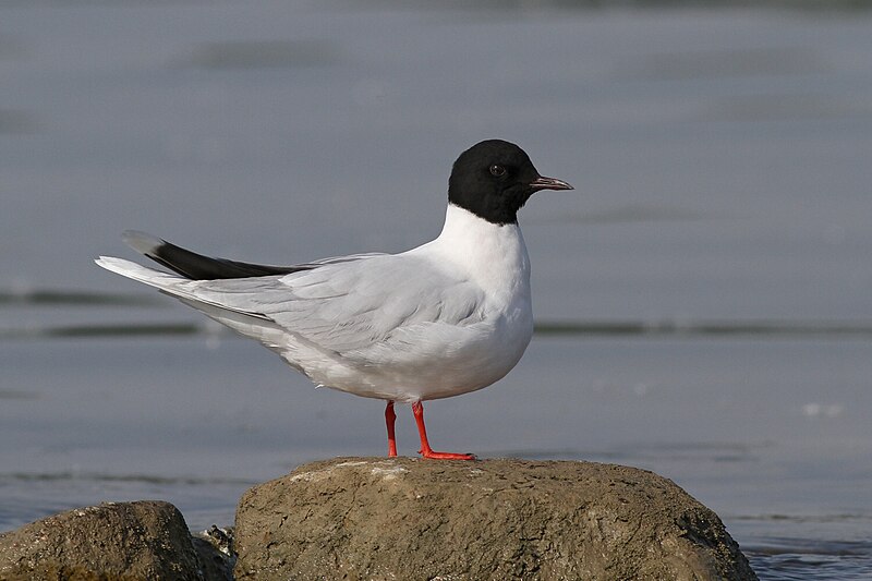 Little Gull (Hydrocoloeus minutus) photo
