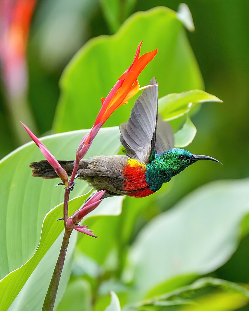 Olive-bellied Sunbird (Cinnyris chloropygius) photo