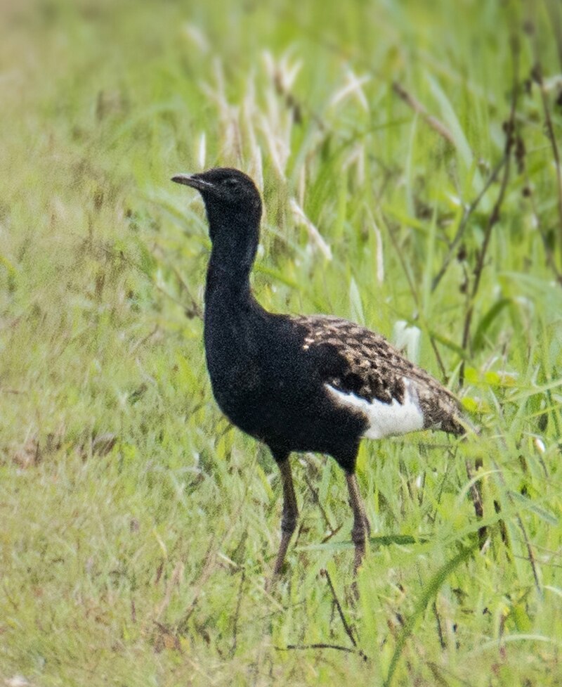 Bengal Florican (Houbaropsis bengalensis) photo