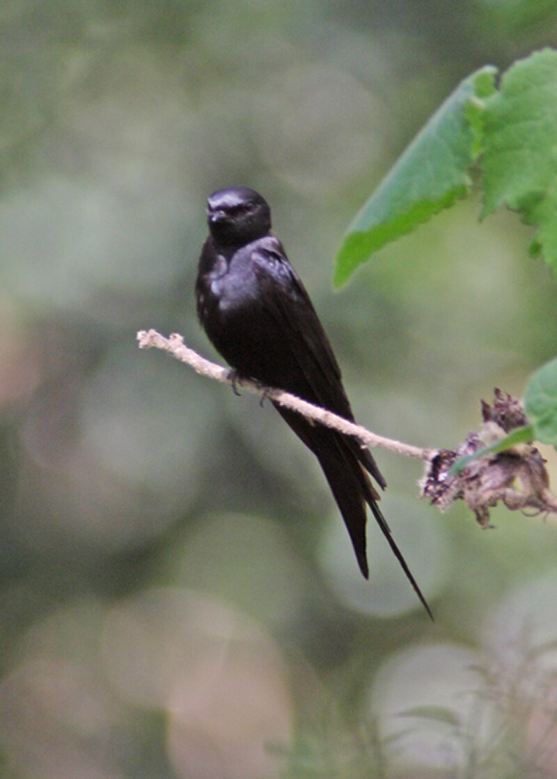 Black Sawwing (Psalidoprocne pristoptera) photo