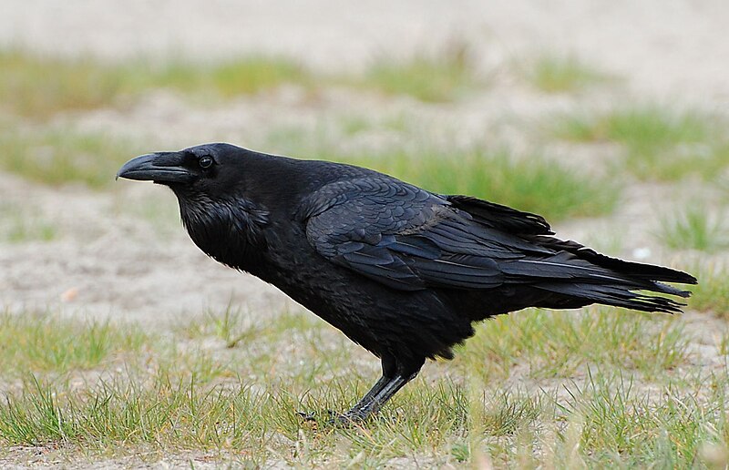Common Raven (Corvus corax) photo