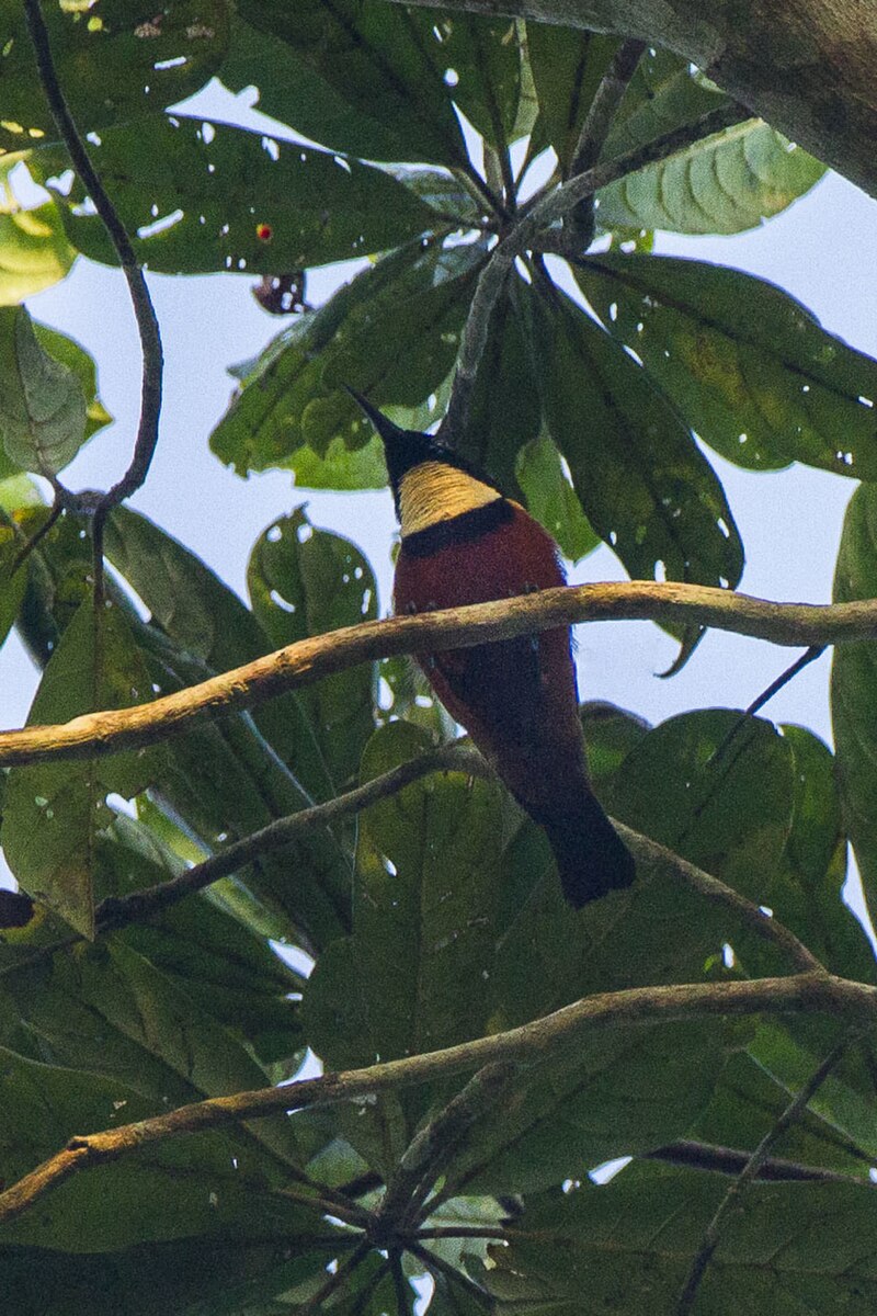 Buff-throated Sunbird (Chalcomitra adelberti) photo
