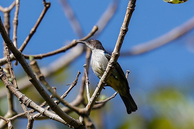 Uluguru Violet-backed Sunbird (Anthreptes neglectus) photo