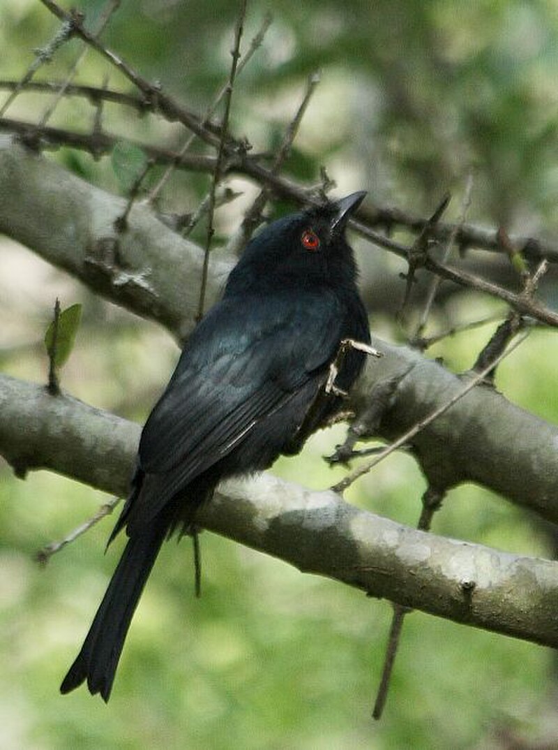 Square-tailed Drongo (Dicrurus ludwigii) photo