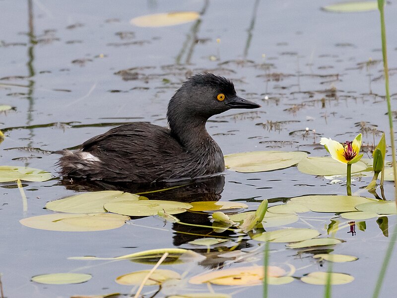 Least Grebe (Tachybaptus dominicus) photo