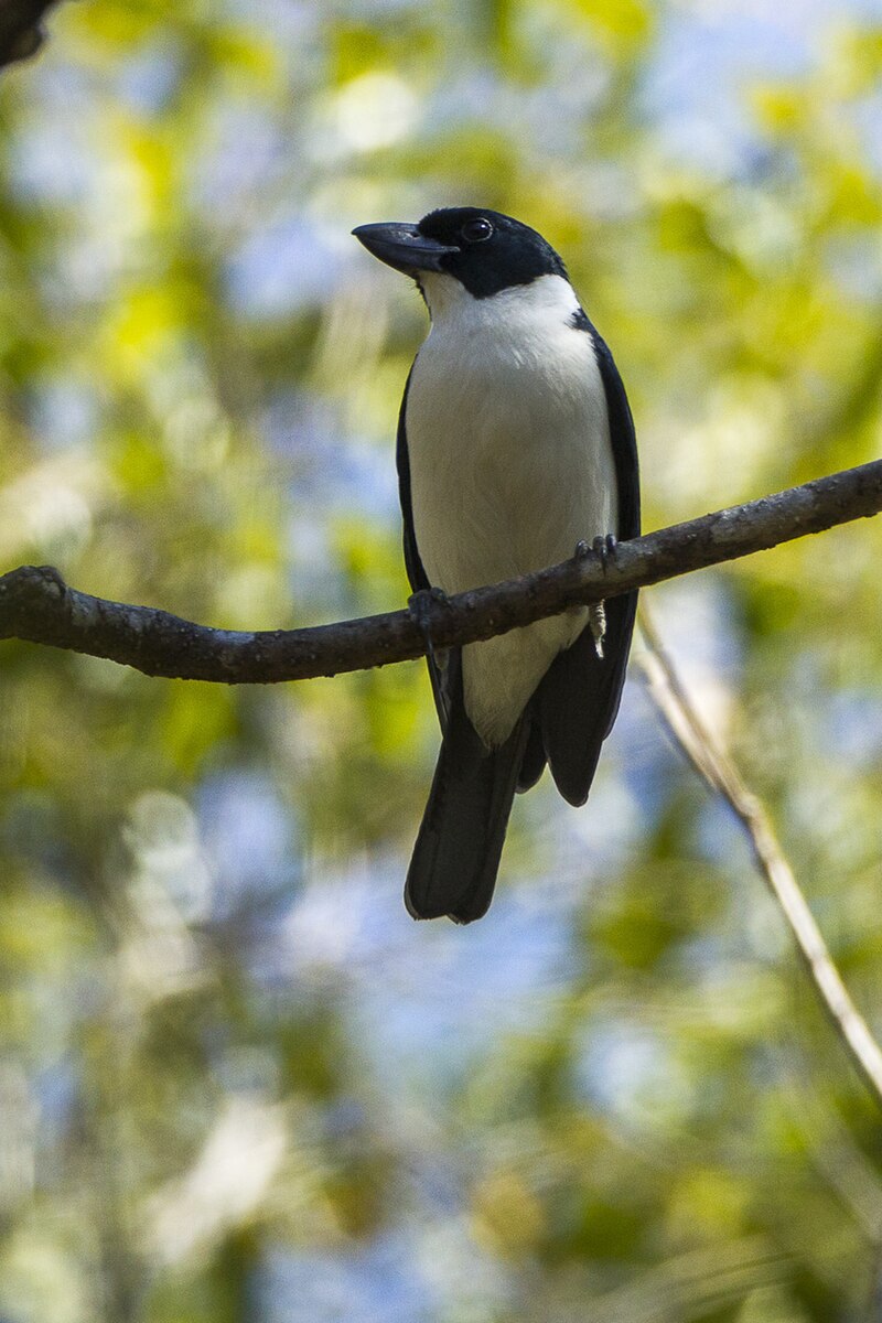 Van Dam's Vanga (Xenopirostris damii) photo