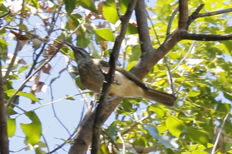 Kimberley Honeyeater (Meliphaga fordiana) photo