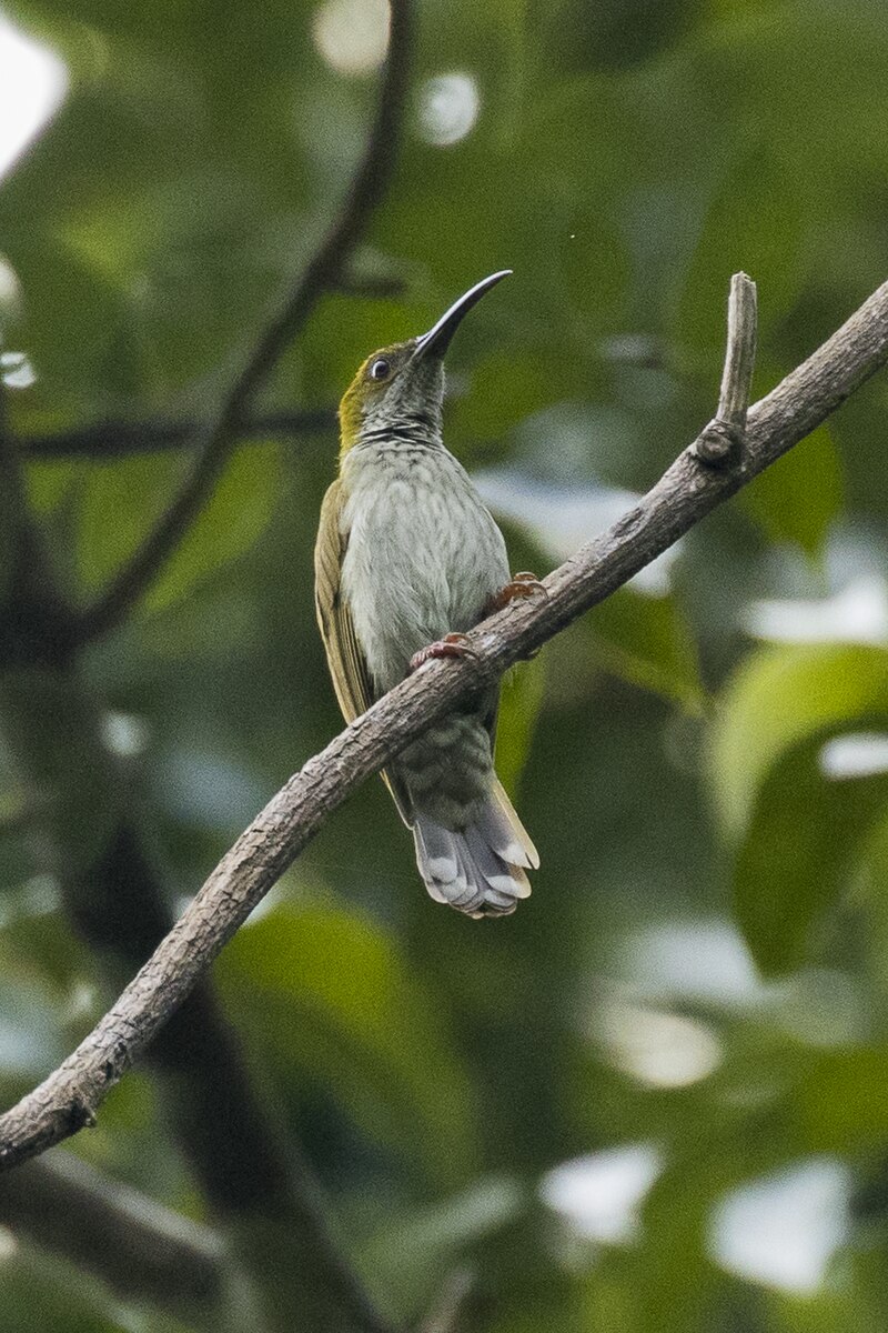 Streaky-breasted Spiderhunter (Arachnothera affinis) photo