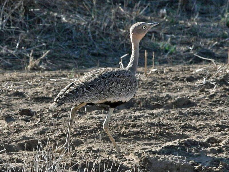 Buff-crested Bustard (Lophotis gindiana) photo