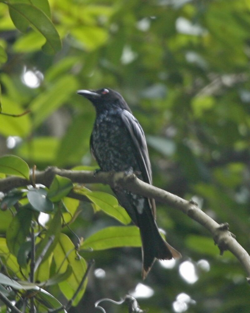 Crow-billed Drongo (Dicrurus annectens) photo